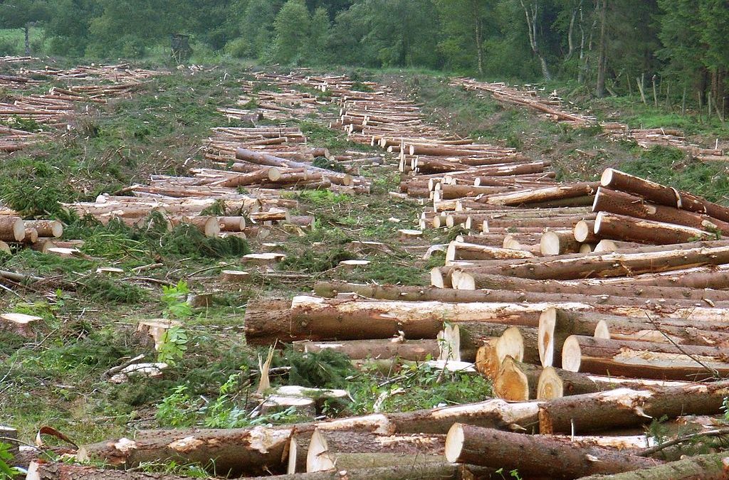 Procesul de obținere al hârtiei